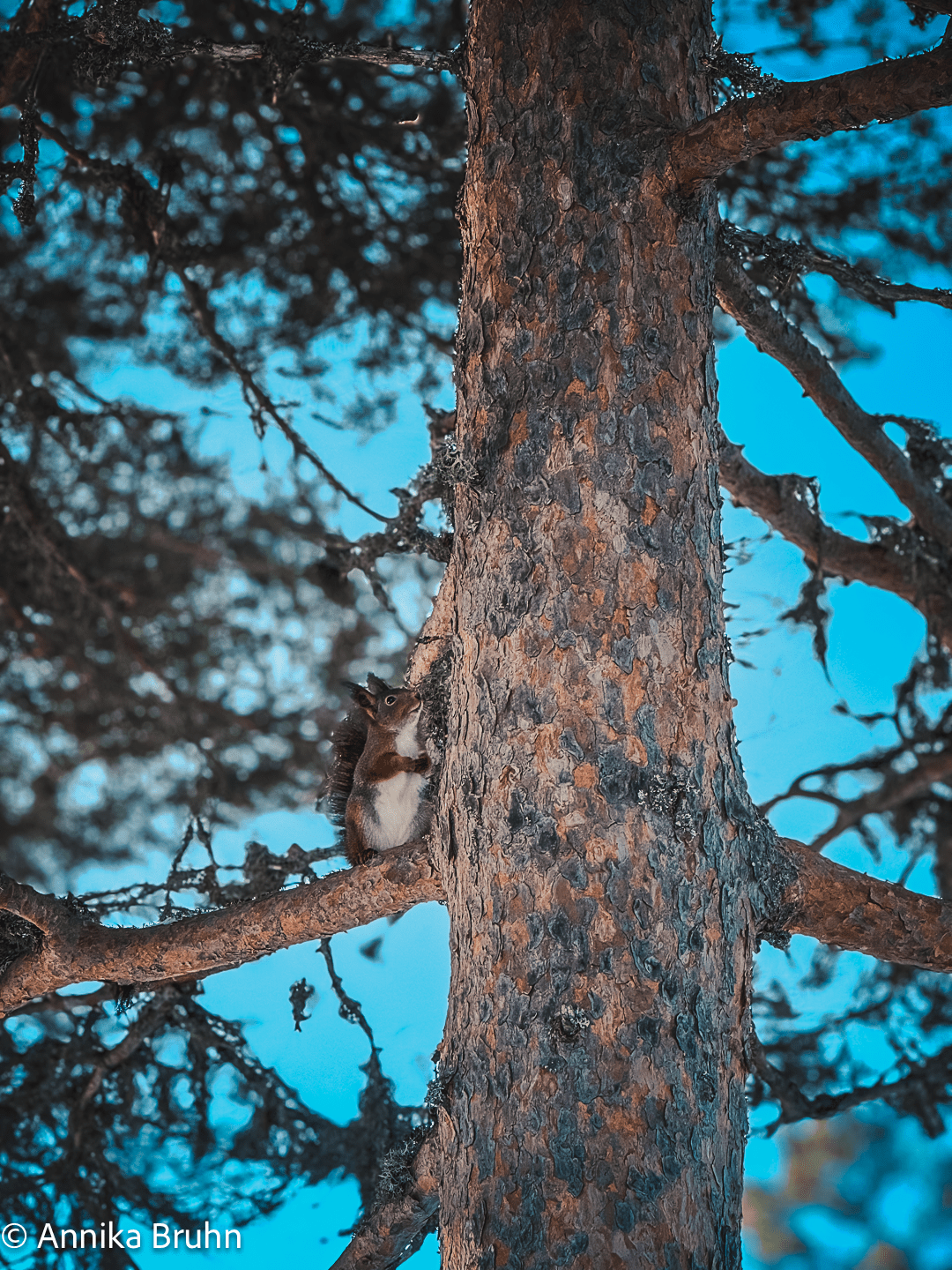 Hallo kleines Eichhörnchen